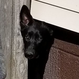 Meet your Posher, Samuel